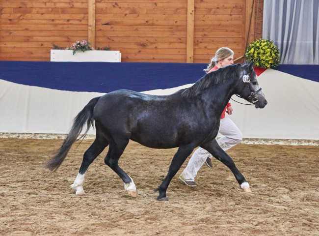 MelthesGismo   Foto: Joachim Hecker