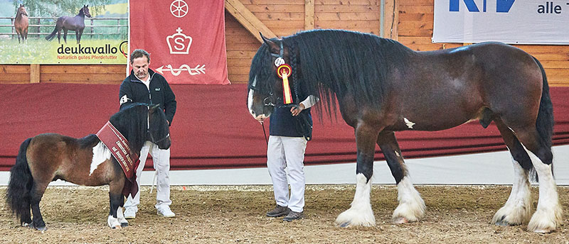 Elmhorst Solero und der Shire Horse Hengst Cotebrook Merrick gehoerten zu den Publikumslieblingen der Koerung
