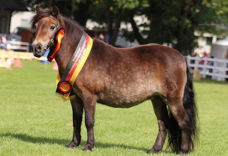 Prinzessin Paula wurde in Bad Harzburg Bundessiegerin der Deutschen Partbred Shetland Ponys Foto Mareile Oellrich Overesch