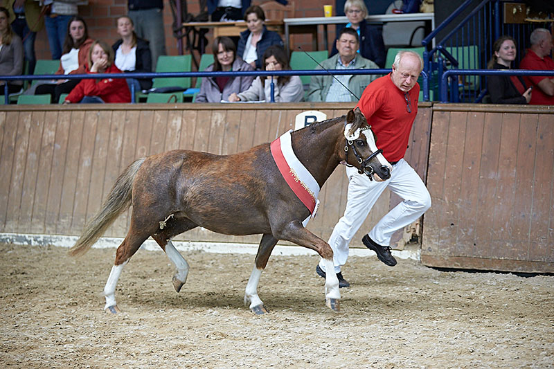 Moonrose Wanda hatte schon als Fohlen herausragende Qualität und wurde jetzt Rassesiegerin der Welsh Ponys Foto Joachim Hecker