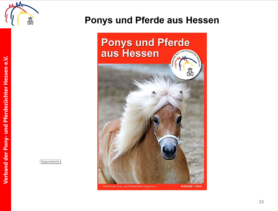 ponys und pferde aus hessen