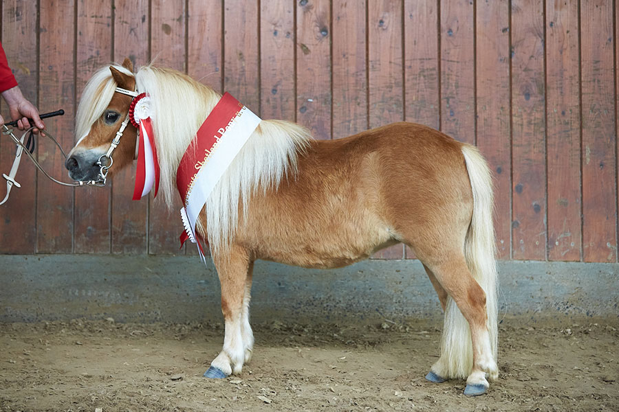 Adele aus dem Rehbachtal – Siegerstute Shetland Pony unter 87 cm, Züchter und Besitzer: Lars und Jens Althaus, Uslar