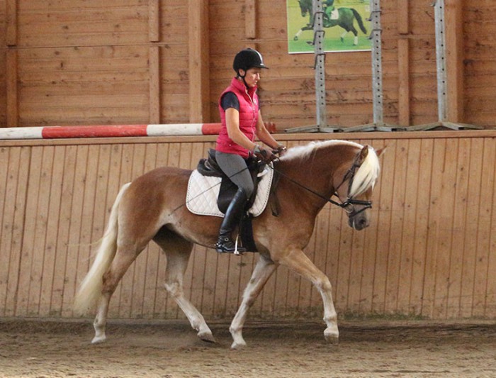 Haflingerstute Wolke mit Testreiterin Dorothe Lehan