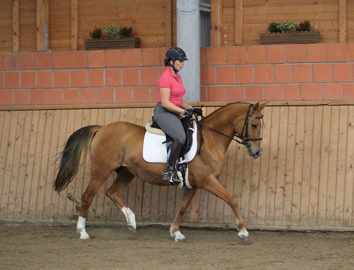 Karabagh-Stute Sirli 2mit Heike Schäfer