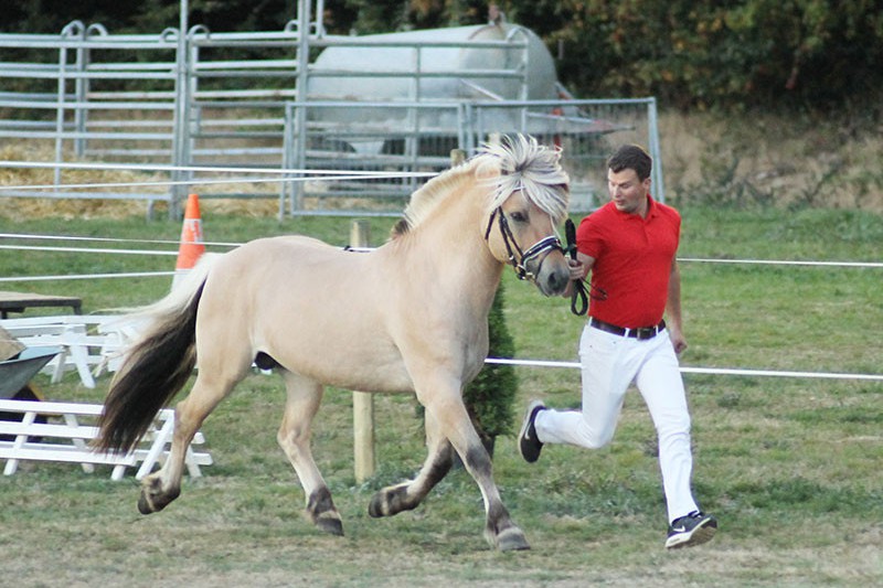 Fjordbækkens Sidan, einer von vier Gestütshengsten