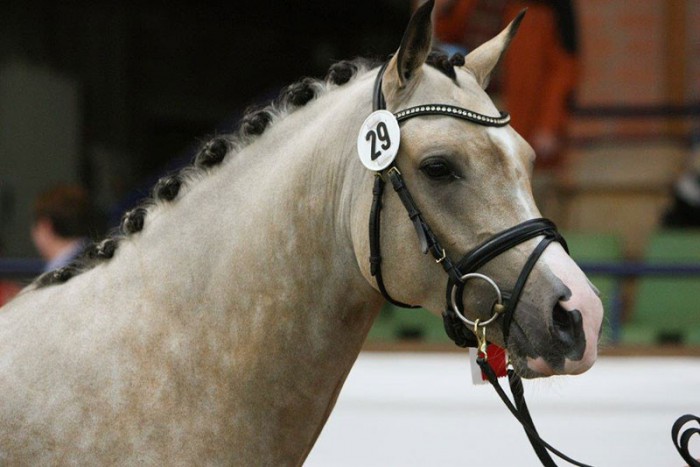 Clooney , Bundesreservesieger bei den älteren Reitponyhengsten