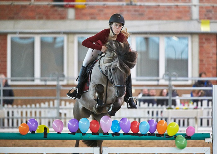 Fjordhengst Marlon und  Kathi Neuss am Sprung