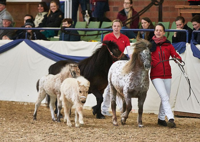 Sylvia Lohmann präsentierte ihren Mister Hotspot v.d. Beekseweg sowie zwei Fohlen aus seinem ersten Jahrgang in Hessen