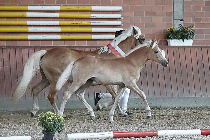 Bernada - Siegerstutfohlen Haflinger