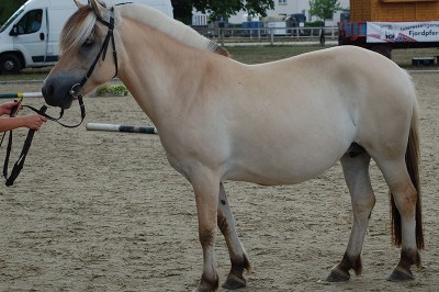 Lia erhielt die  FN Bundesprämie und stellte mit Lyria und ihrer Mutter Lärke die Bundessiegerfamilie