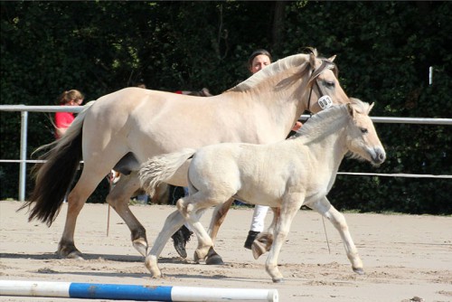 1c Jorill v. Maurids