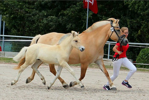 1b Skian v. Fjelltuvas Soljar