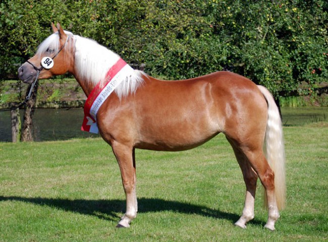 Staatspraemienstute-Bellissima-Foto_Julia-Rau