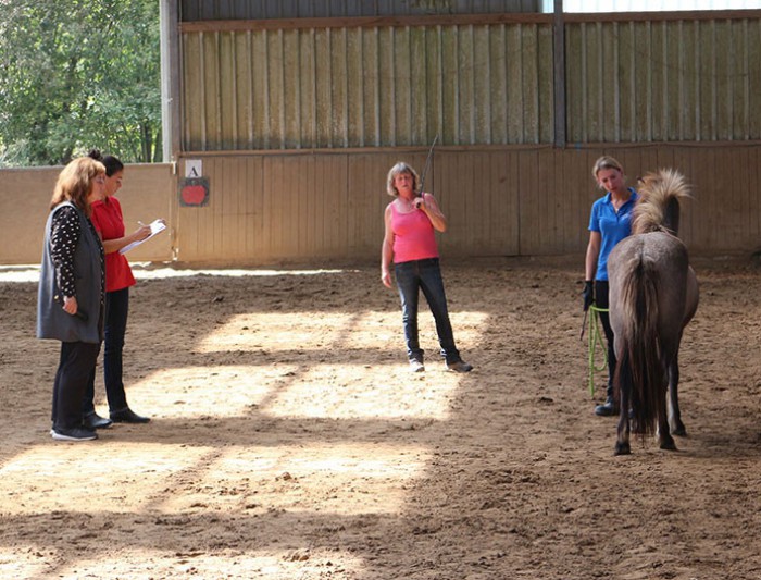 Auch eine Jungpferde-Materialprüfung wurde im Rahmen der Islandfohlenreise angeboten