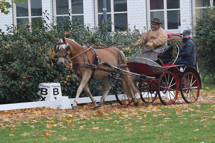 Edelbluthaflingerstute Karlotta legte mit 9,03 eine überragende Prüfung ab