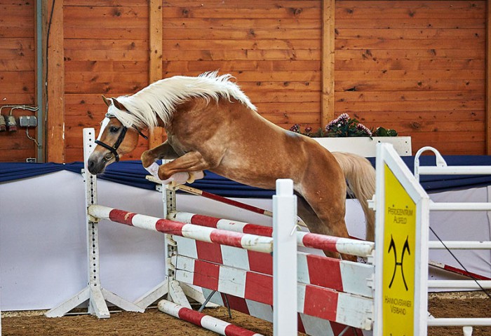 Noakley BE (Haflinger)