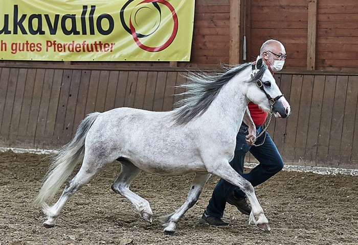 Billes Lotte (Welsh A)