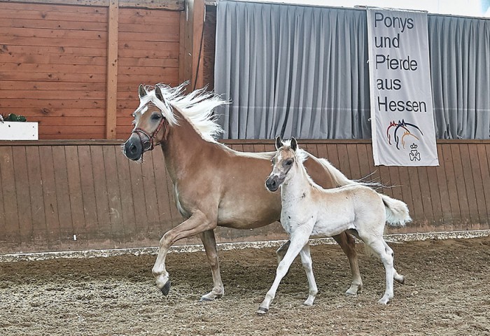 Edelbluthaflinger Stute Karlotta