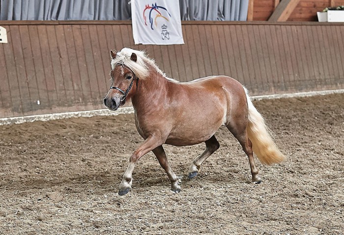 Gilsbachs Terzia Ros