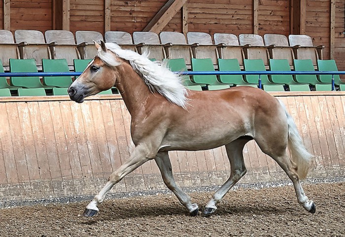 Haflinger Stute Schenna