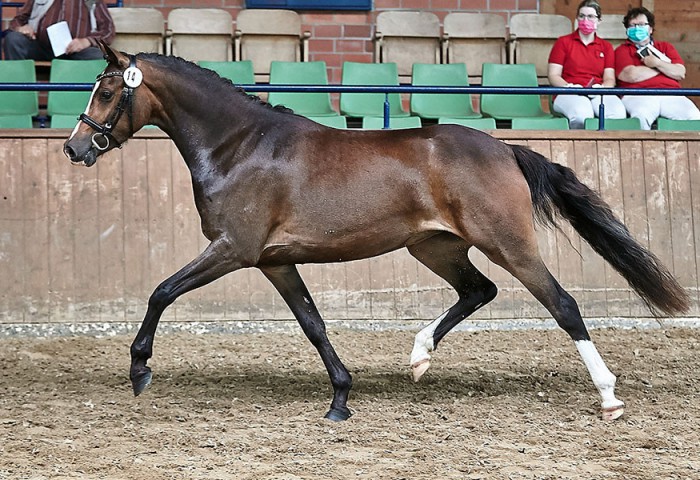 Reitponystute LILU D