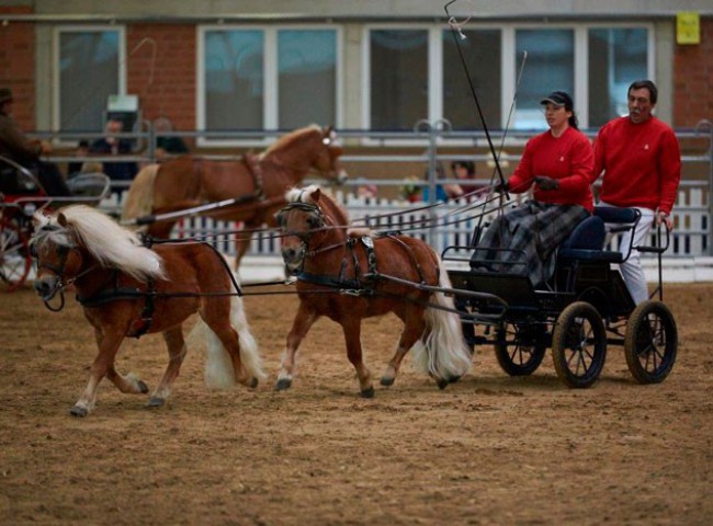 Leinenkünstlerin-Franca-Lange-mit-den-PrämienhengstenWhisky-vom-Eichenhof-und-Vollbruder-Winnie-Puuh-vom-Eichenhof