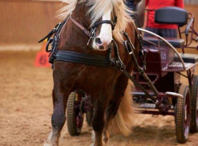 Pr.H.-Mirco-an-den-Leinen-seines-Besitzers-Hans-Georg-Schlosser