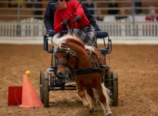 Pr.H.-Winnie-Puuh-vom-Eichenhof-gehörte-mir-Franca-Lange-zu-den-umjubelten-Teilnehmern-im-Kegelparcours