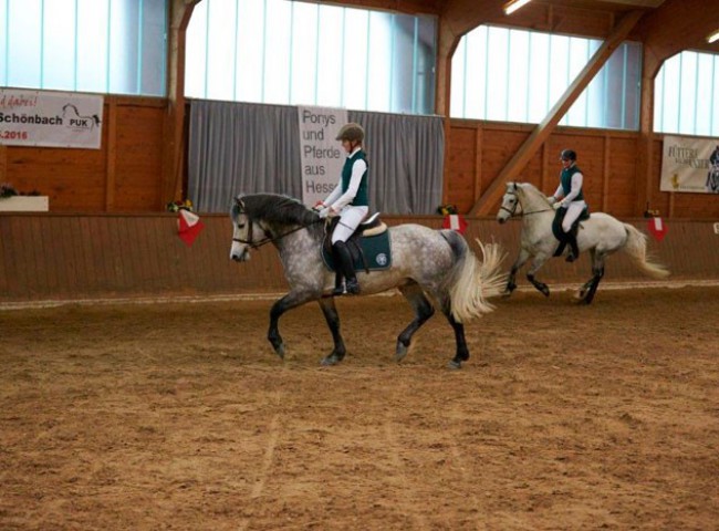 Sophie-Bachmann-mit-Pr.H.-Glaskopf-Iwyn-und-Sissi-Wirth-mit--Kinzighausen-Hazy-Majesto,-eine-Webung-für-Connemaras-aus-Hessen
