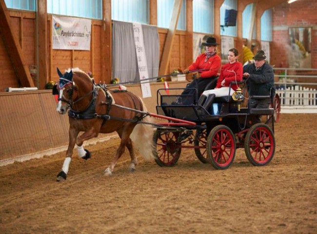Tina-Grossin-präsentierte-den-Edelbluthaflinger-Stern-von-Waldeck-in-rasanter-Fahrt-vor-der-Kutsche