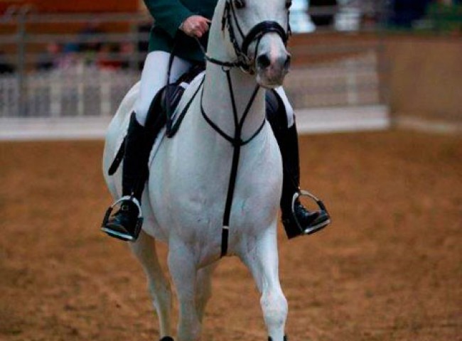 Vollblutaraber-Al-Ashar