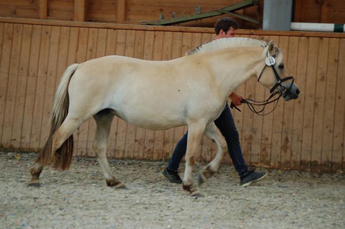 Der Schritt bleibt die wichtigste Gangart... hier Malisa an der Hand von Bo Eitenmüller