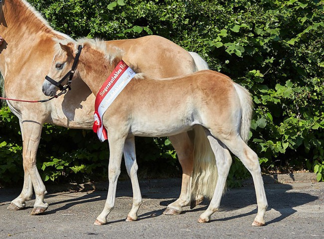 Siegerstutfohlen Haflinger v. Amore Mio, Bernd Kothe