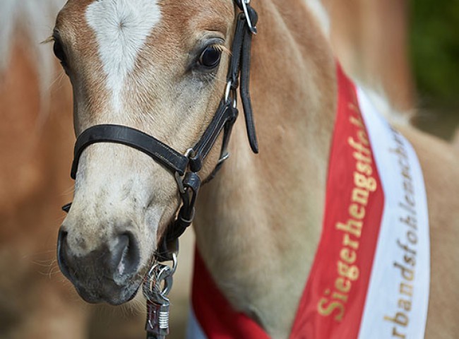 Star Appeal- Kopfstudie