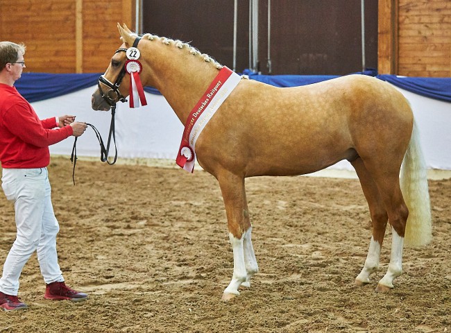 Best Friends Herzbeben- gekört und Rassesieger der Deutschen Reitponys