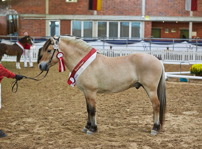 Fjordhengst Gaard wurde gekört, prämiert und zum Reservesieger der Körung gekürt