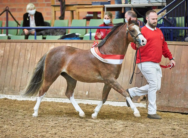 Welsh B-Hengst Rhoson Avoca wurde gekört und als Rassesieger gekürt