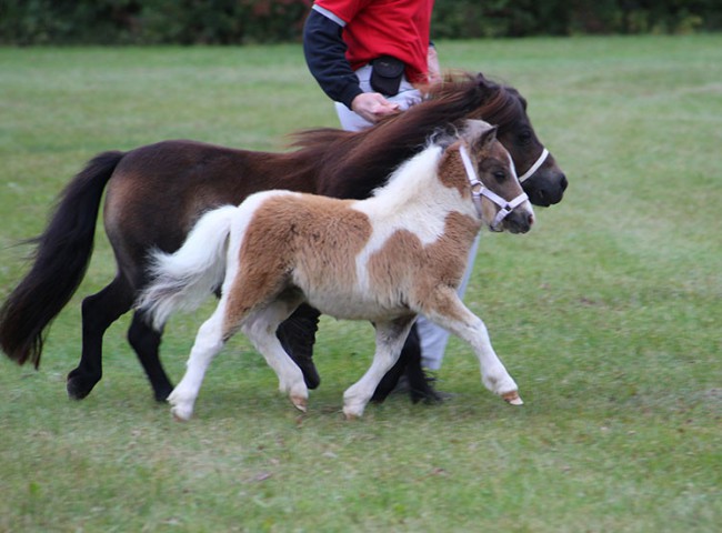 Nizhonis-Rarity-im-Trab