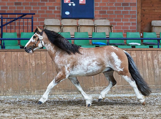 La Amanecida El Payador