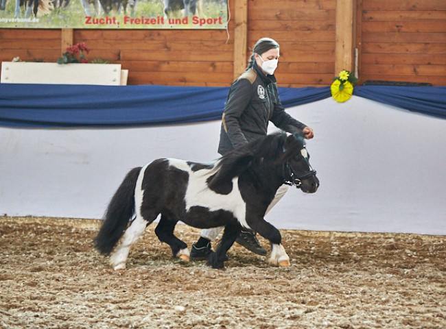 Willowsvale Lightning imTrab