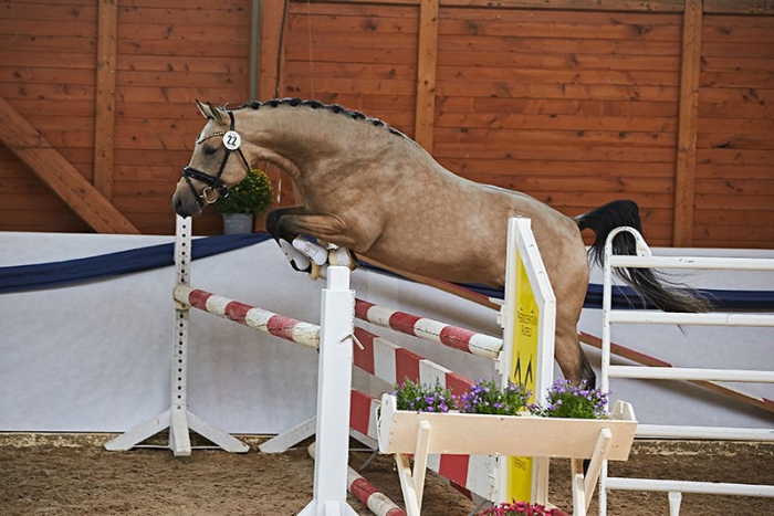 Düsenberg Se.M beim Freispringen