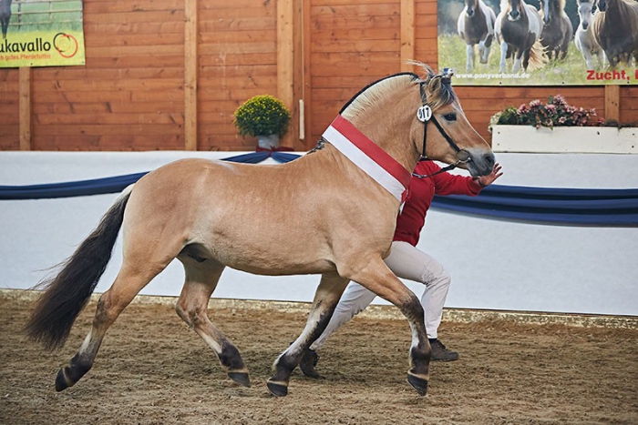 Kilimanjaro Siegerhengst Fjord und Gesamtsiegerhengst der hessischen Körung