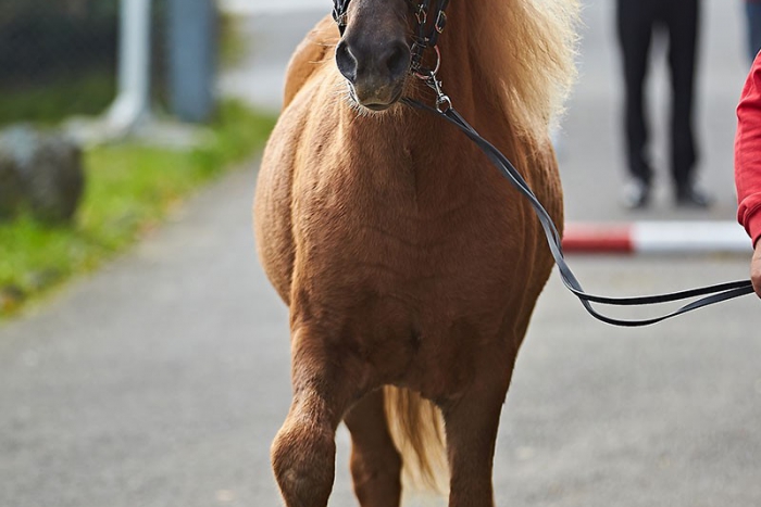 Tenor vom Habichthorst
