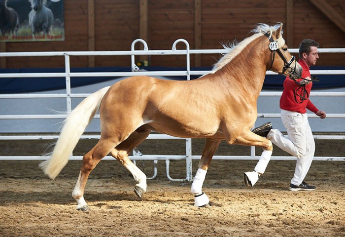 3. Haflinger Hengst Nican kam mit positivem Körergebnis aus Westfalen zur Eintragung und Prämierung nach Alsfeld