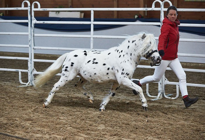 2. Prämienhengst Eddie an der Hand von Sarah Otto
