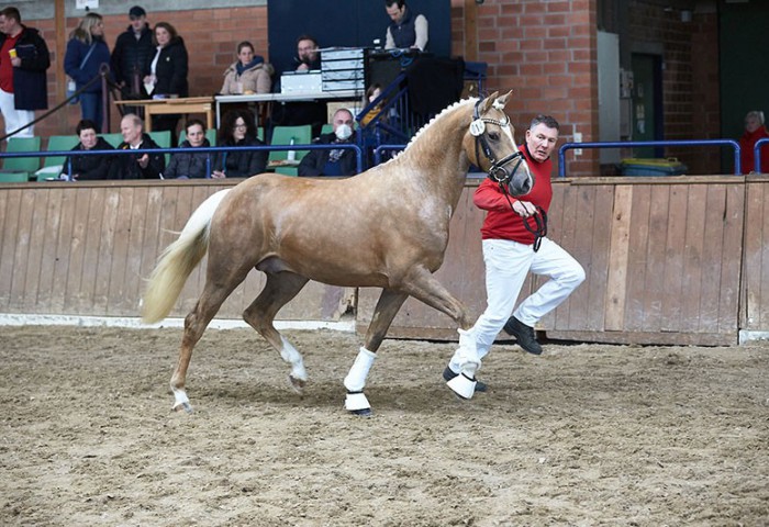 Sentinal auf der Ehrenrunde