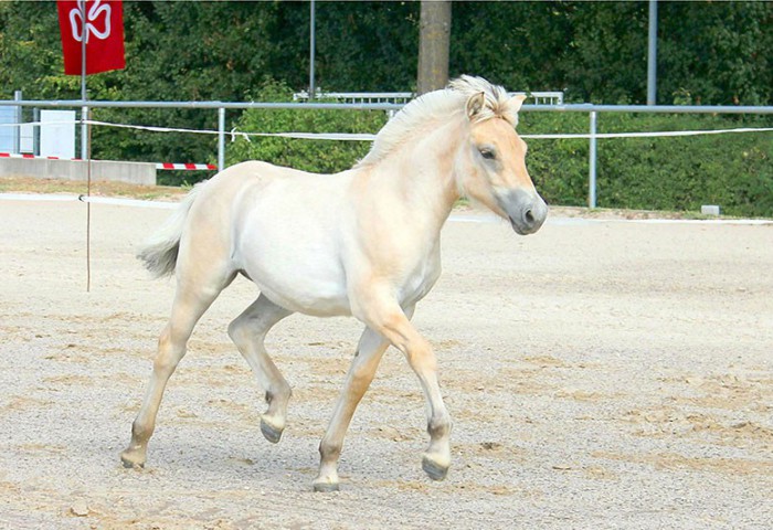 6-Lonva