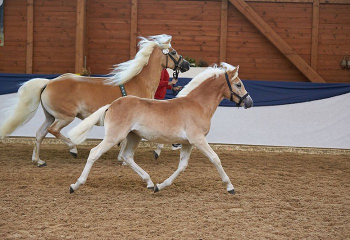 Abigail-(Haflinger)