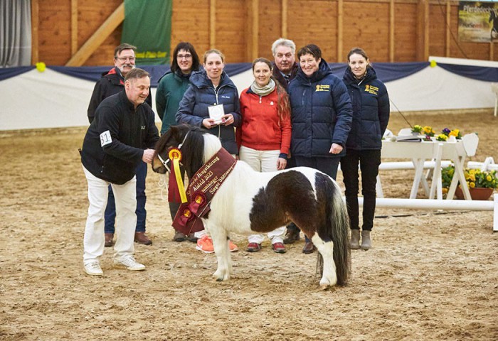 Elmhorst Sandero- Siegerhengst der Shetlands (unter 87 cm) und Gesamtsieger der Süddeutschen Körung 2023