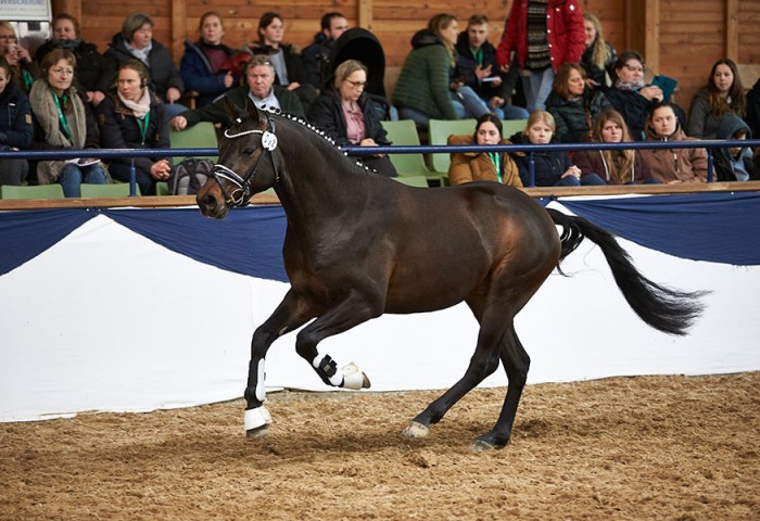 Nobel Dancer